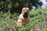 SHAR-PEI 849